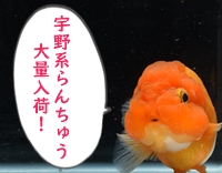 宇野系らんちゅう　入荷中