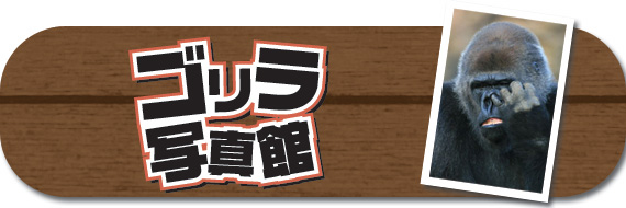 ゴリラ写真館