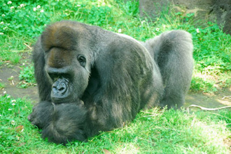 上野動物園のゴリラ
